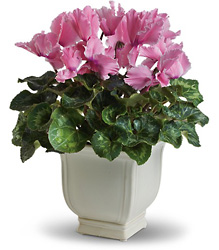 Sunny Cyclamen from Boulevard Florist Wholesale Market